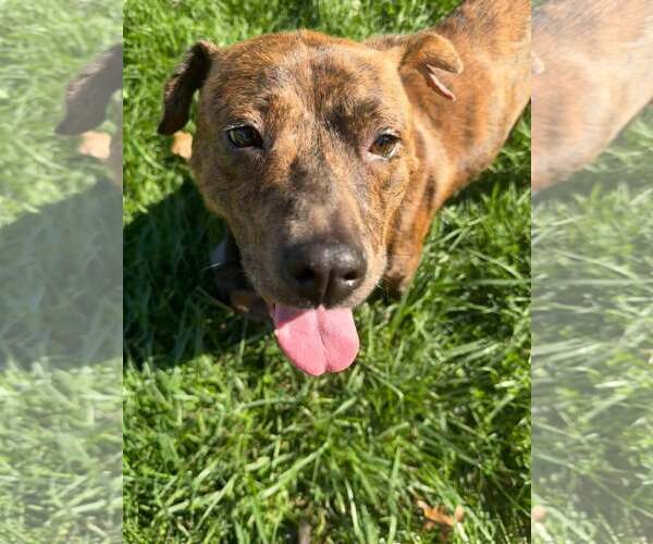 Medium Photo #3 American Pit Bull Terrier-Unknown Mix Puppy For Sale in Belleville, MI, USA