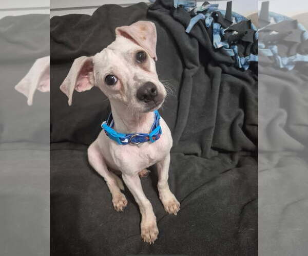 Medium Photo #9 Chihuahua Puppy For Sale in Rosenberg, TX, USA