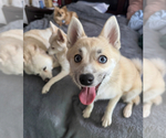 Small #2 Pomsky