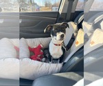 Small Boston Terrier Mix