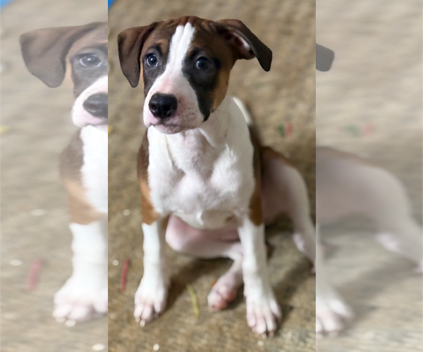 Medium Photo #3 Great Dane-Unknown Mix Puppy For Sale in Holly Springs, NC, USA