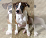 Small #2 Great Dane Mix