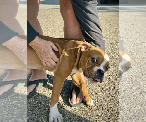 Medium Photo #4 Bulloxer Puppy For Sale in Dumont, NJ, USA