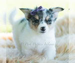 Small Photo #65 Chihuahua Puppy For Sale in WARSAW, IN, USA