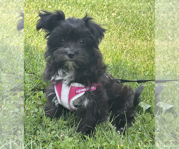 Medium Photo #13 Morkie Puppy For Sale in ROCK STREAM, NY, USA