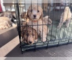 Small Photo #56 Goldendoodle Puppy For Sale in HARTFORD, CT, USA