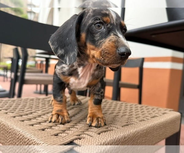 Medium Photo #5 Dachshund Puppy For Sale in SAN DIEGO, CA, USA