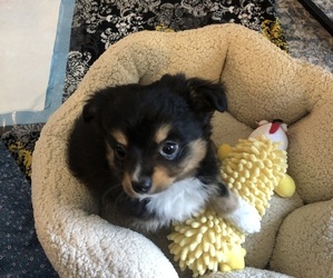 Miniature American Shepherd Puppy for sale in COUNCIL BLUFFS, IA, USA