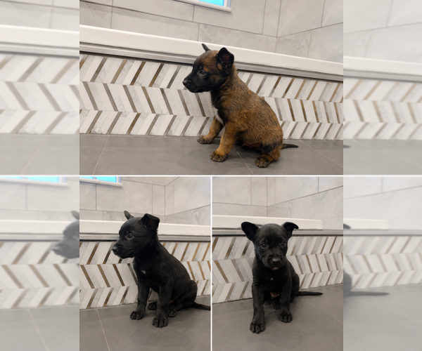 Medium Photo #1 Belgian Malinois Puppy For Sale in HOWELL, MI, USA