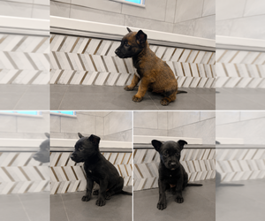 Belgian Malinois Puppy for sale in HOWELL, MI, USA