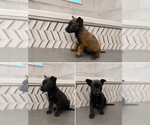Image preview for Ad Listing. Nickname: New litter