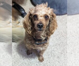 Poodle (Miniature) Dogs for adoption in Brooklyn Center, MN, USA