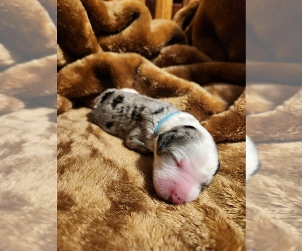 Medium Photo #121 Sheepadoodle Puppy For Sale in LEHI, UT, USA
