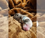Small Photo #121 Sheepadoodle Puppy For Sale in LEHI, UT, USA
