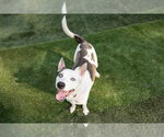 Small Photo #1 Siberian Husky-Unknown Mix Puppy For Sale in Calhoun, GA, USA