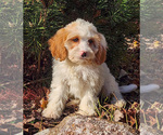 Small #1 Cavapoo (Miniature)-Poodle (Standard) Mix