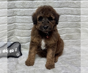 Goldendoodle Puppy for sale in AUBURN, IN, USA