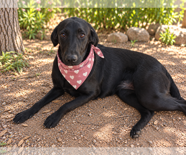 Medium Photo #1 Labrador Retriever-Unknown Mix Puppy For Sale in Phoenix, AZ, USA