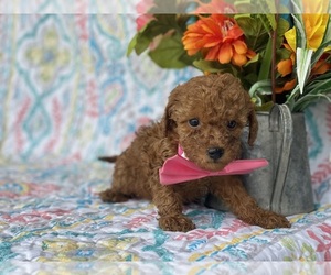 Poodle (Toy) Puppy for sale in LANCASTER, PA, USA