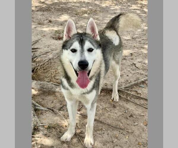 Medium Photo #2 Siberian Husky-Unknown Mix Puppy For Sale in Conroe, TX, USA