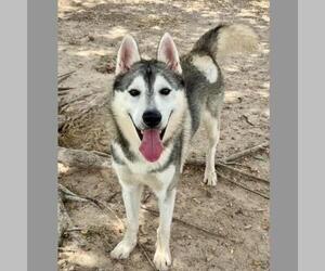 BRUNSON - Male Siberian Husky-Unknown Mix Dog for Adoption - Photo #2