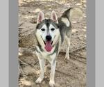 Small Photo #2 Siberian Husky-Unknown Mix Puppy For Sale in Conroe, TX, USA