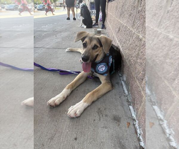 Medium Photo #8 German Shepherd Dog-Unknown Mix Puppy For Sale in Silver Spring, MD, USA