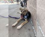 Small Photo #8 German Shepherd Dog-Unknown Mix Puppy For Sale in Silver Spring, MD, USA