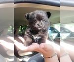 Small Photo #1 Pomeranian Puppy For Sale in MIAMI, FL, USA