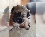 Priscilla - Female Cock-A-Tzu Puppy for Sale - Photo #2