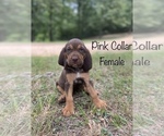 Small Photo #2 Bloodhound Puppy For Sale in WARRIOR, AL, USA