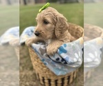 Puppy Pocahontas Goldendoodle