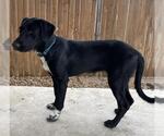 Small Labrador Retriever Mix