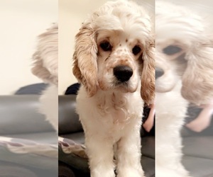 Cocker Spaniel Puppy for sale in GLEN ALLEN, VA, USA