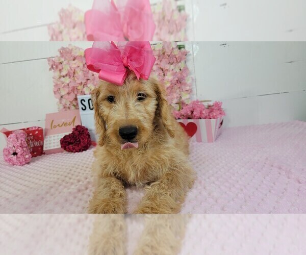Medium Photo #3 Labradoodle Puppy For Sale in COLLEGE STA, TX, USA