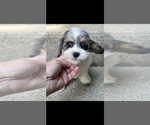 Small #3 Cockapoo