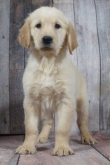 Medium Golden Retriever