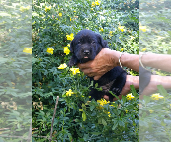Medium Photo #2 Labrador Retriever Puppy For Sale in TEMECULA, CA, USA