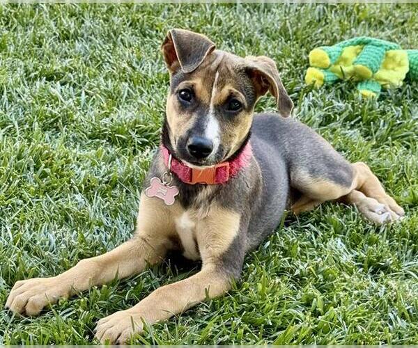 Medium Photo #1 German Shepherd Dog-Unknown Mix Puppy For Sale in Stockton, CA, USA