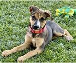 Small German Shepherd Dog Mix