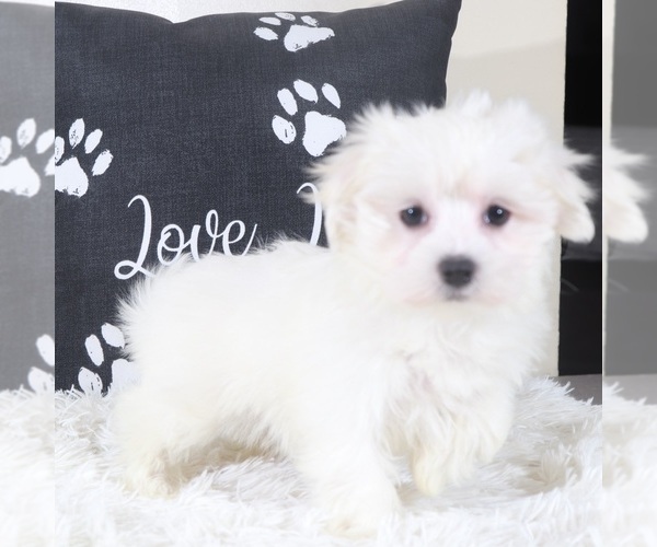 Medium Photo #1 Maltese Puppy For Sale in MOUNT VERNON, OH, USA