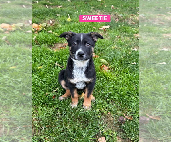 Medium Photo #3 Mutt Puppy For Sale in Springdale, PA, USA