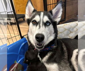 Siberian Husky Dogs for adoption in Omaha, NE, USA