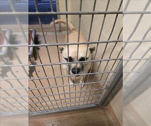 American Pit Bull Terrier-Unknown Mix Dogs for adoption in Texas City, TX, USA