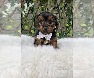 Yorkshire Terrier Puppy for sale in INDIANAPOLIS, IN, USA