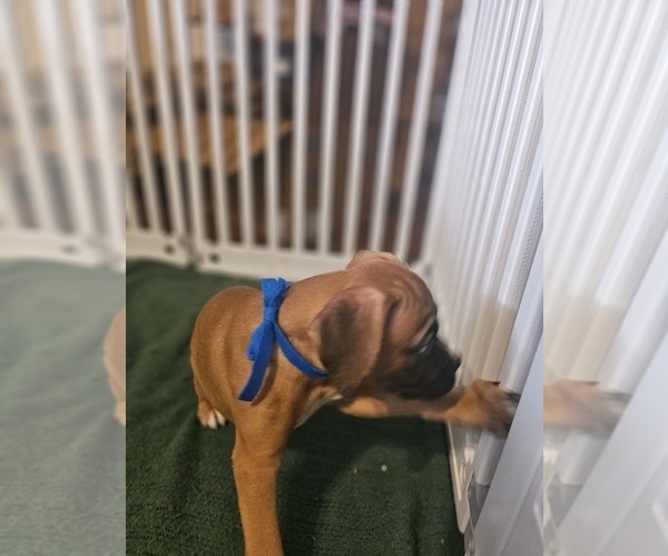 Medium Photo #2 Boxer Puppy For Sale in LYONS, KS, USA