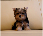 Small #1 Yorkshire Terrier