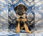 Small Photo #3 German Shepherd Dog Puppy For Sale in LINCOLN UNIV, PA, USA