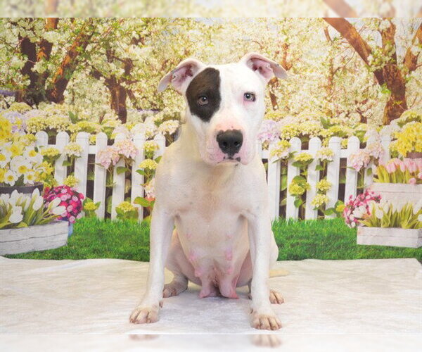 Medium Photo #2 Mutt Puppy For Sale in Oroville, CA, USA