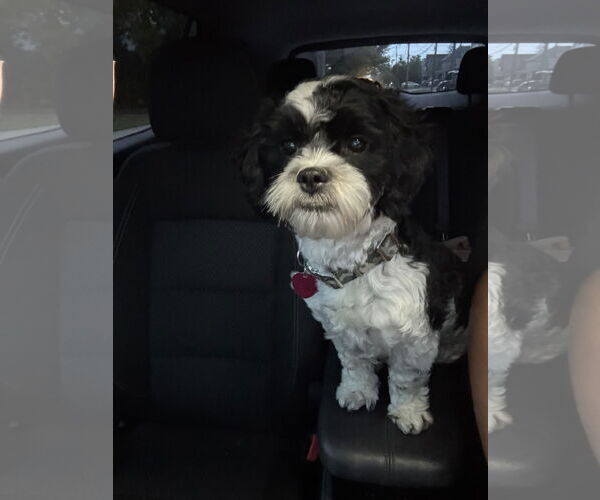 Medium Photo #3 Shih Tzu-Unknown Mix Puppy For Sale in Lockport, NY, USA